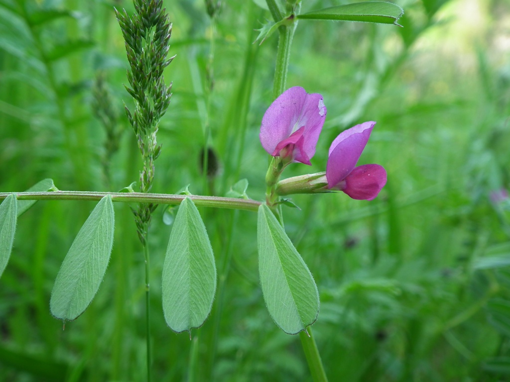 Vicia sativa / Veccia dolce